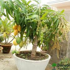 All Time Mango Plant Manufacturer & Supplier in India